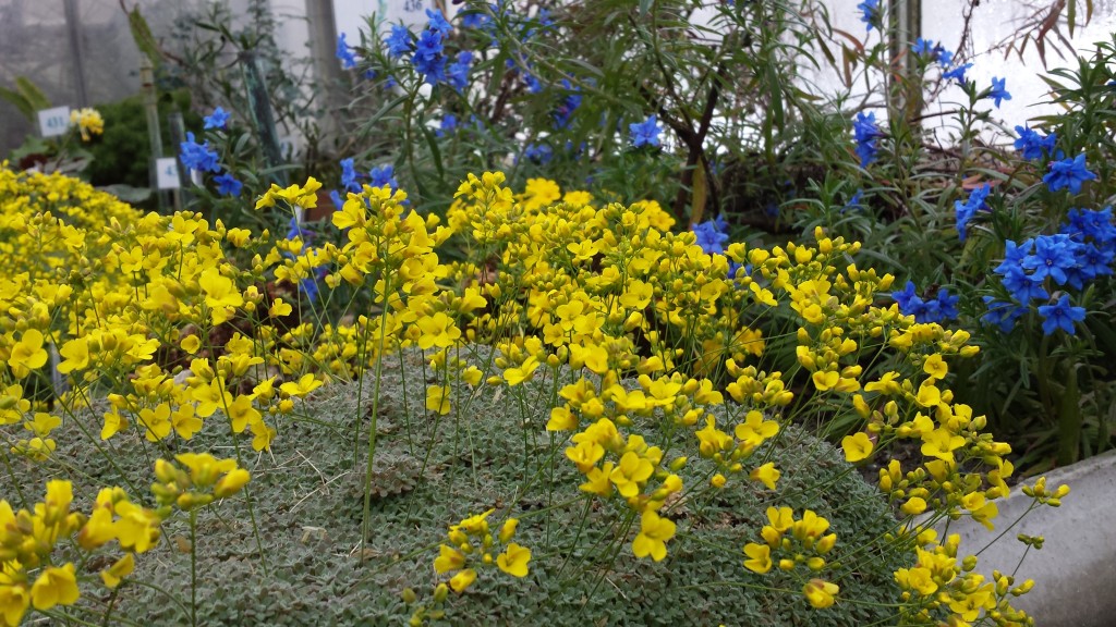 Yellow Flowers