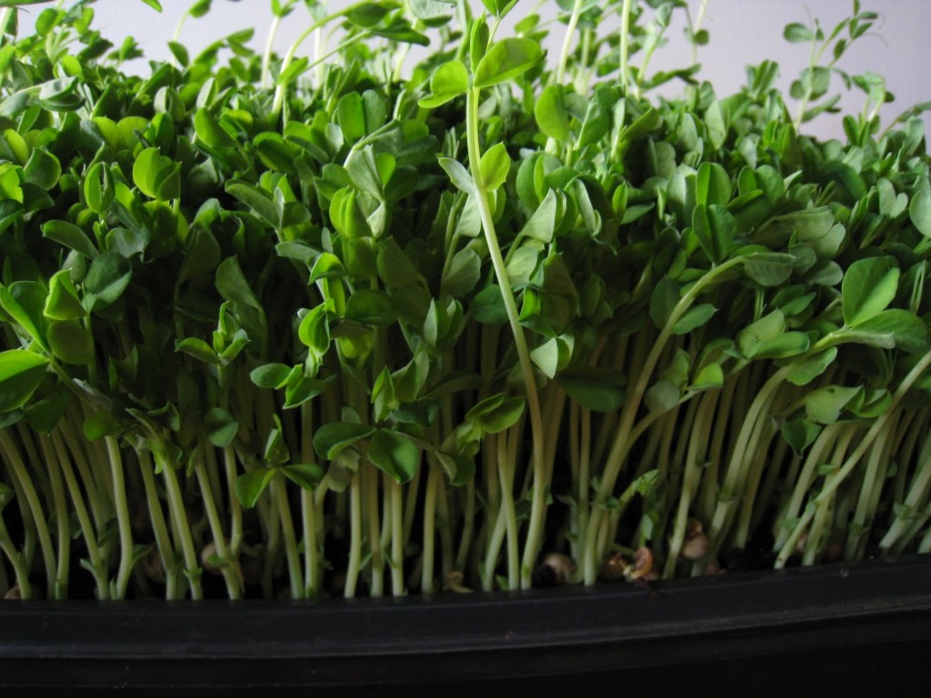 Pea Shoots 