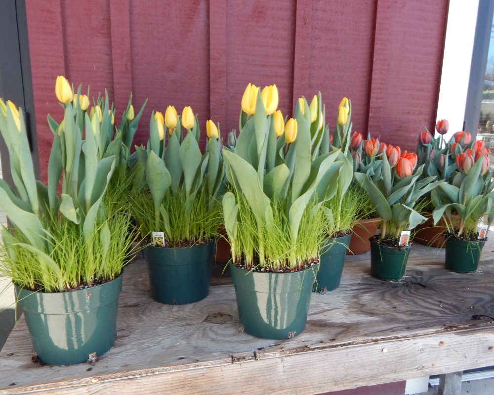 Vera's Phillipstown Farmers Market Tulips