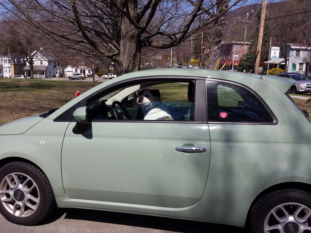 Dog Driving a Fiat Copyright 2015 All Rights Reserved Peter Conway Hudson Valley Pleasures