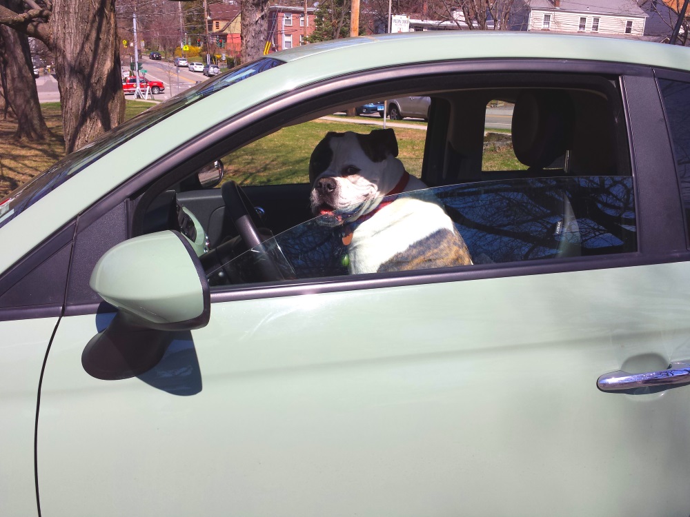 Dog Driving a Fiat