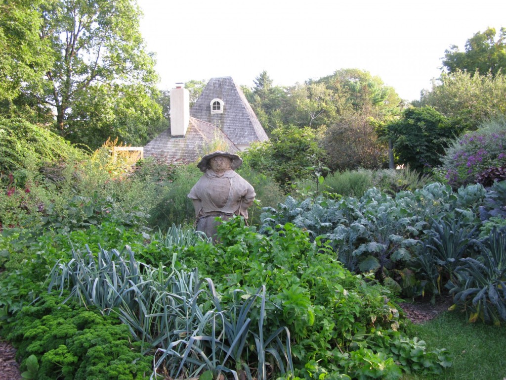stonecrop lady in the garden