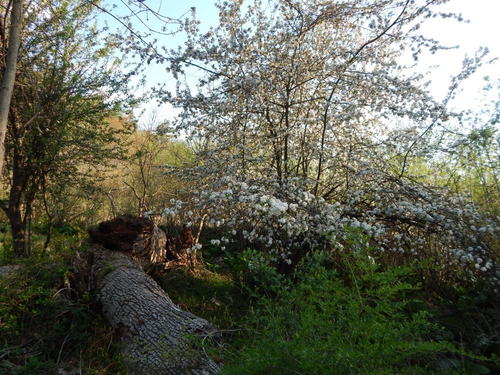 Constitution Marsh Garrison NY Spring Blossoms