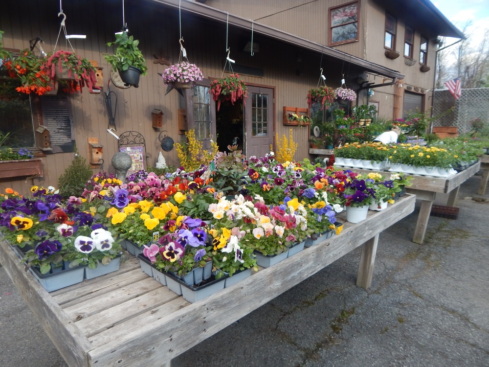 Willow Ridge Nursery & Garden Center  Pretty Pansies and Other Early Bloomers
