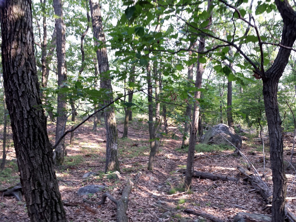 Saturday Morning Walk,at Phillipstown Park