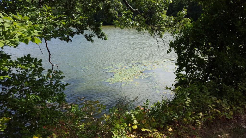 Rockefeller Preserve Pond