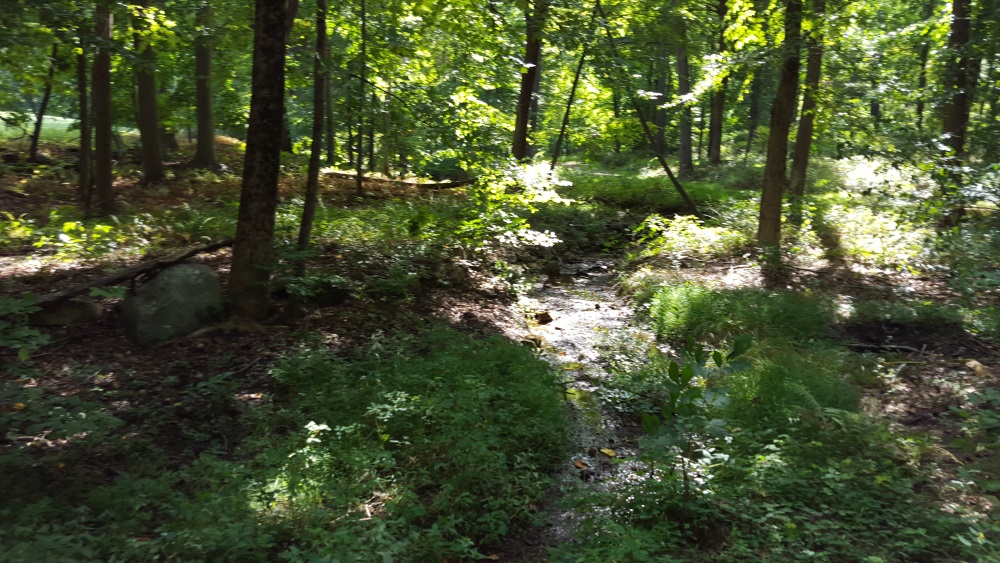 Rockefeller Preserve Woodland Path