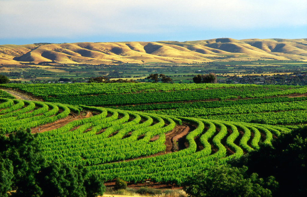 McLaren vale, sweeping vines from samuels ridge winery