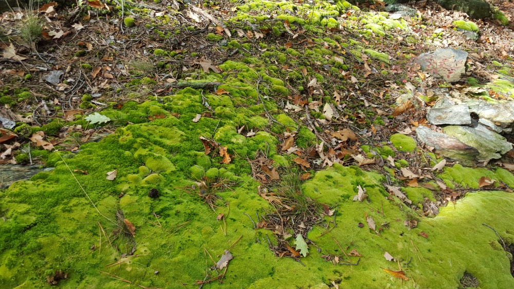 manitou point preserve path lush moss