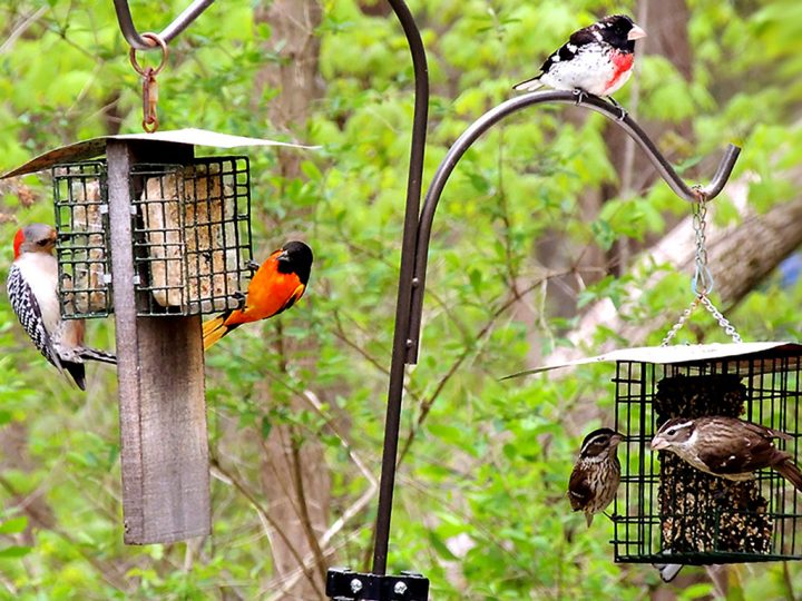 The Joy Of Bird Feeding